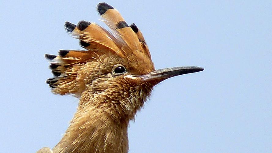 以色列国鸟——戴胜