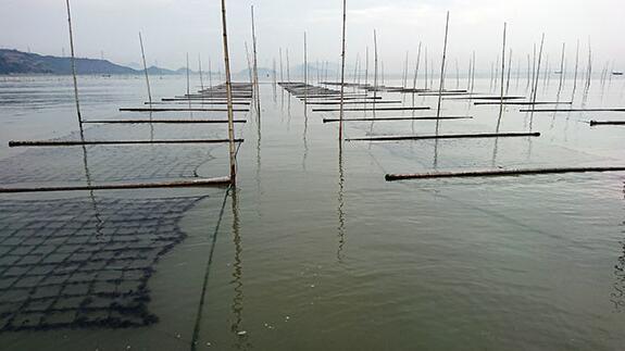 冷藏网坛紫菜养殖技术在浙江温州市洞头区初获成功