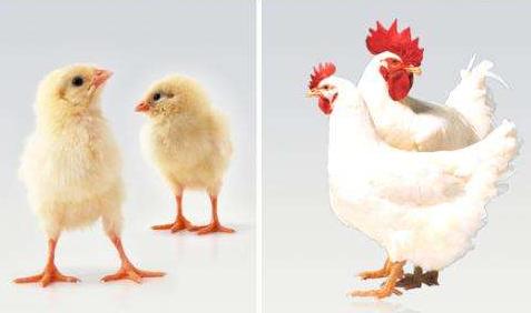 蛋鸡各生长阶段饲料标准简介