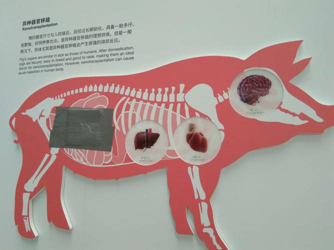这些是猪的身体部位,猪的心脏,大脑和肝脏可以和我们人类的器官进行