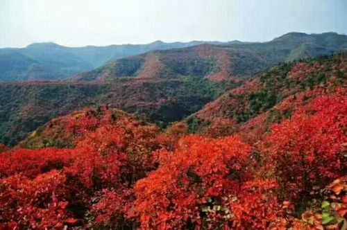 三门峡灵宝寺河山苹果红了,周末带上你的爱人带上你的