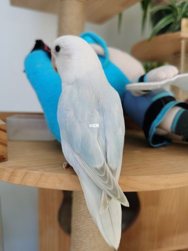 【鹦鹉日记】重蓝伊莎_牡丹_手养牡丹鹦鹉_宠物_宠物