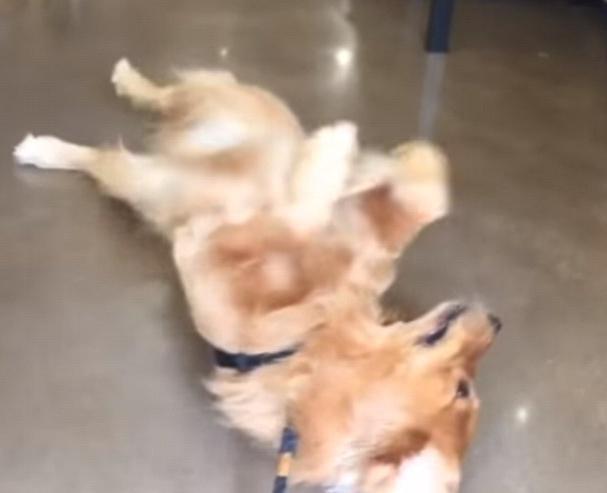 随后就是一连串在地上耍无赖,就是不想走.