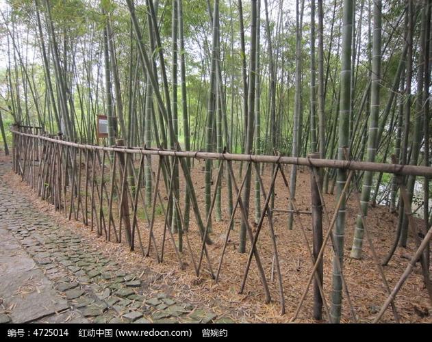 竹林边竹栅栏