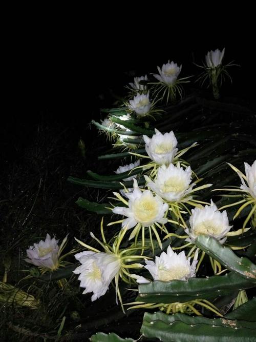 火龙果花是一种晚上开花的神奇植物,可以说是昙花一现,大部分的人都没
