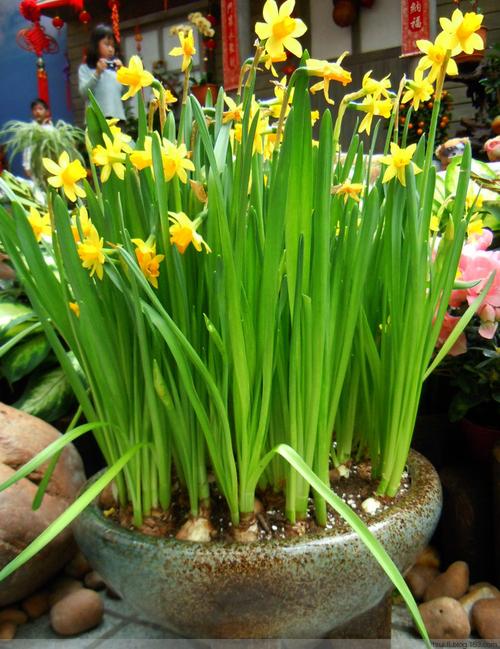 洋水仙的栽培技术