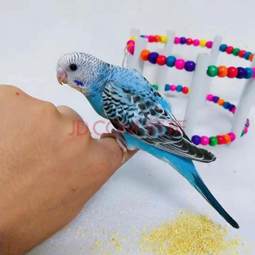 宠物鸟活体会说话手养小鸟活物玄凤爱情牡丹成年虎皮鹦鹉 蓝云色斑