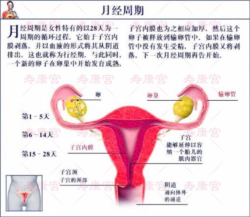 其它 寿康宫调理月经 写美篇 月经周期是由下丘脑,垂体和卵巢三者生殖