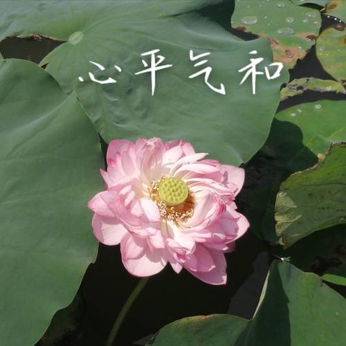 全国大妈通用头像_通用_素材_头像