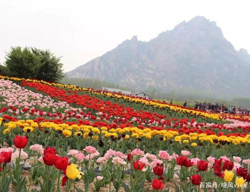 驻马店嵖岈山的郁金香开啦