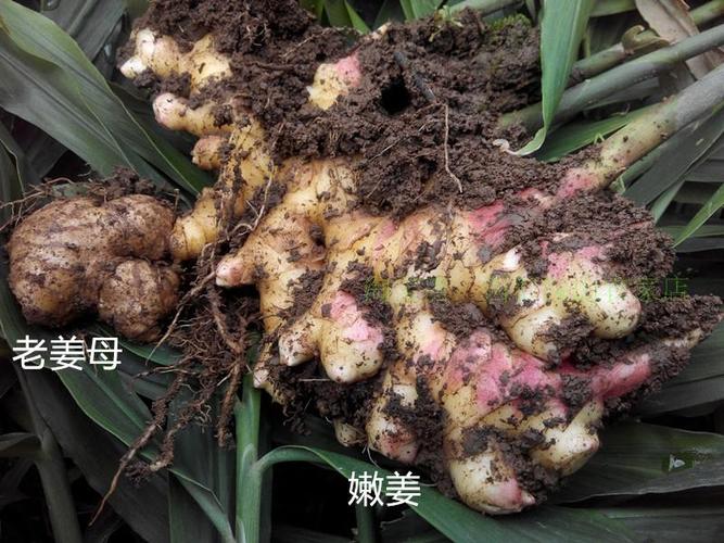 贵州小黄姜老姜母 月子姜 姜娘辣火姜火锅专用 农家生姜代收代窖