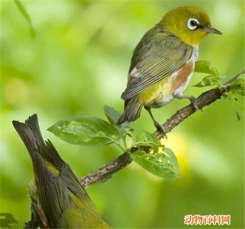 绣眼鸟怎么分公母 绣眼鸟饲养方法