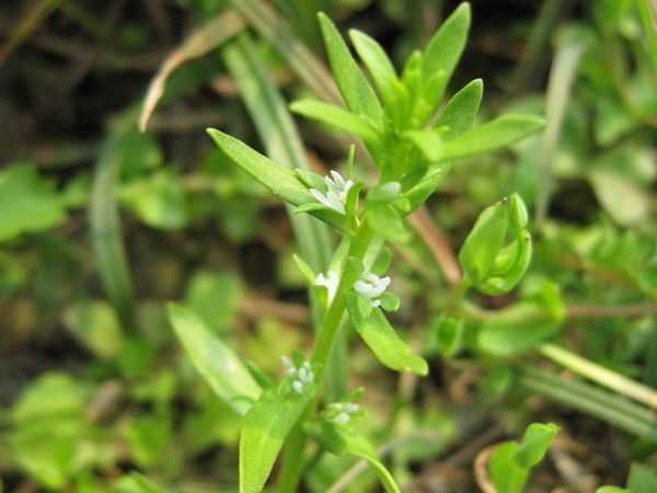 蚊母草图片蚊母草野菜图片