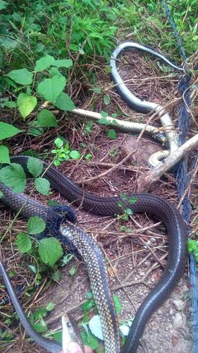 防蛇网_驱蛇网_抓蛇网_拦截网_防蛇设施_防蛇措施_深圳金卫士防蛇网