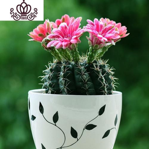 封后绯花玉开花的仙人球盆栽仙人掌室内多肉植物办公室仙人掌多肉盆栽