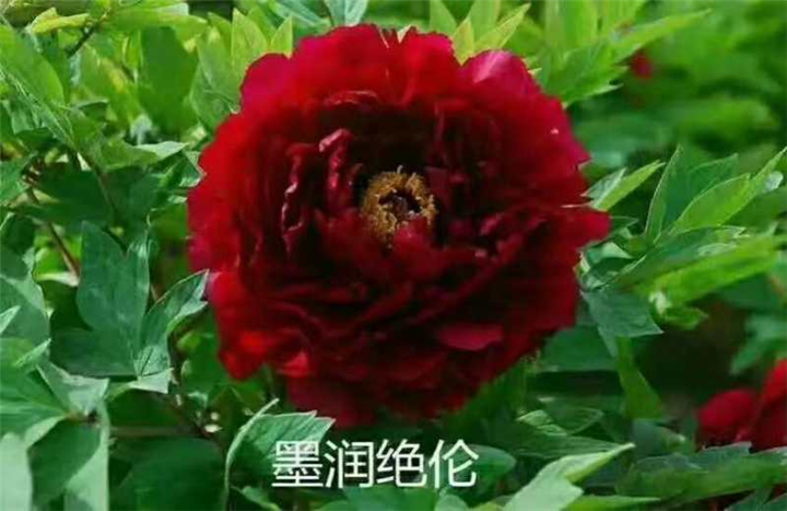墨润绝伦牡丹