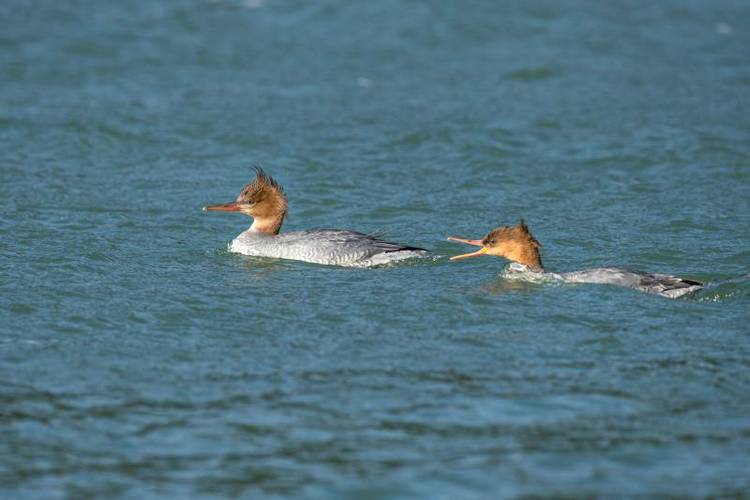 广西鹿寨:中华秋沙鸭连续三年现身洛清江