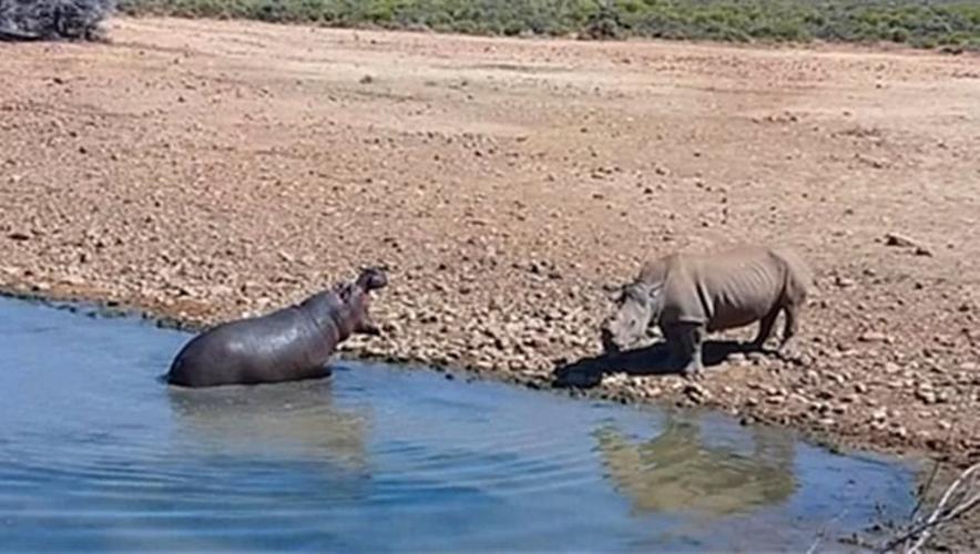 犀牛想要喝水,被淹死在水塘