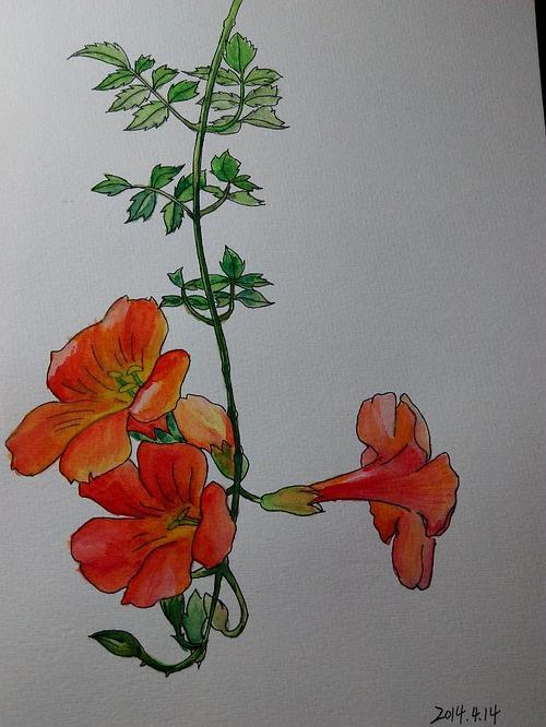 用水彩临摹花之绘三之凌霄花