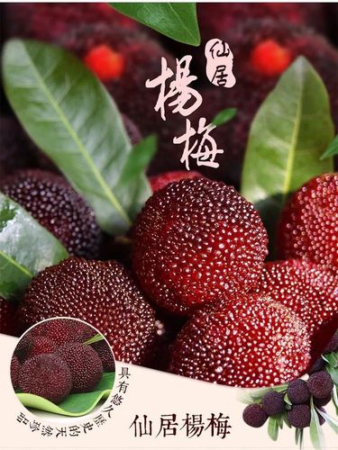 乒乓球大的仙居杨梅王上市啦!一年仅10天赏味期,火到上央视