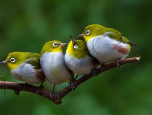 鸟的叫声大全 什么鸟的叫声最好听