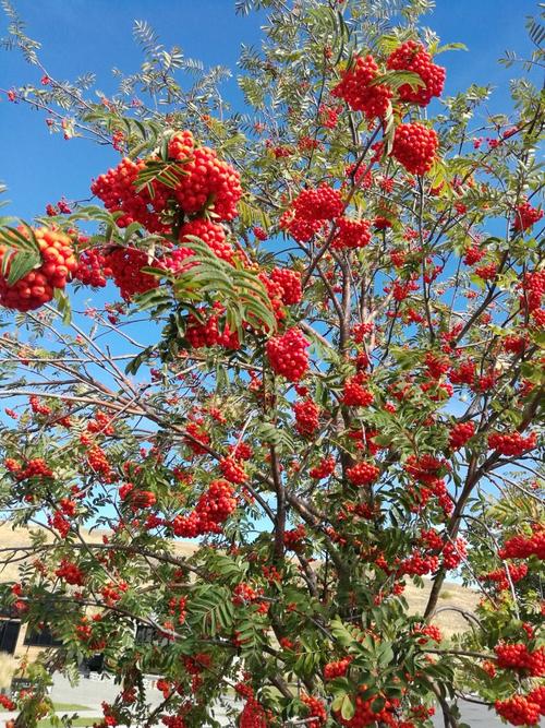 我国北方从未见到过的花楸树