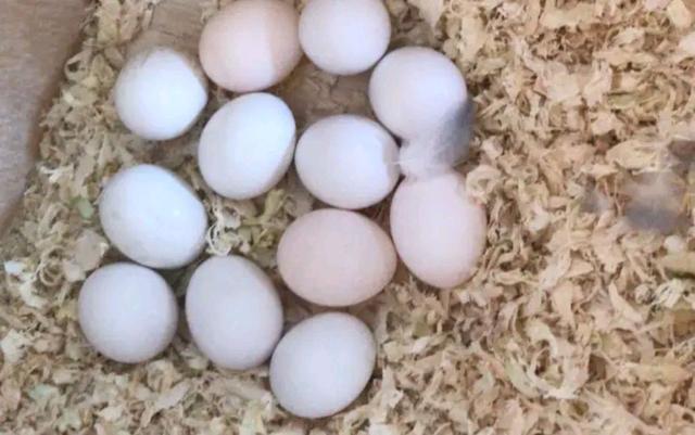 虎皮鹦鹉养的越多,生的越多,繁殖皮皮更需饲养者再三考虑!