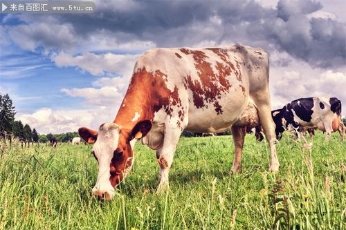 草原上吃草的奶牛高清图片
