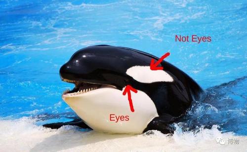 小眼睛的大萌物此外,虎鲸还是特别神奇的物种,有着许多与众不同的生物
