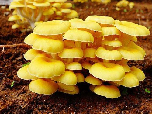 菇计划大棚每年种植6万棒,产量由8万余斤,主要教授农户种植,或者将菌