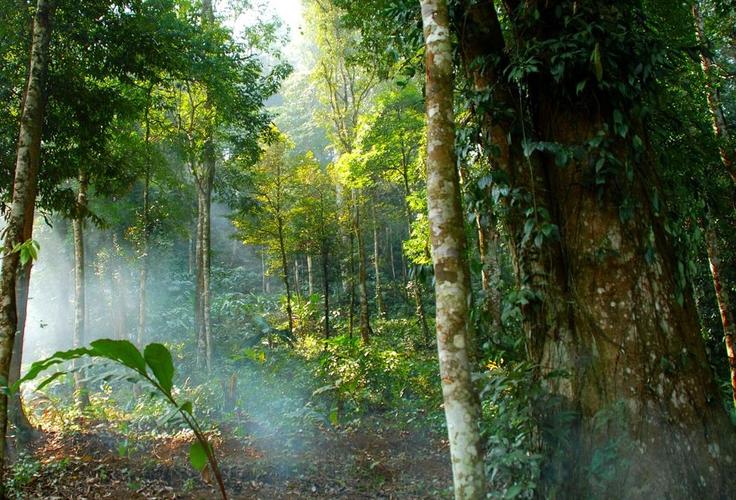 如果地球上的荒漠都变成森林对地理环境会有什么影响