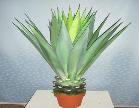 花卉知识 区别  凤尾兰的叶子是浓绿色,表面带有一层薄薄的蜡层,呈现