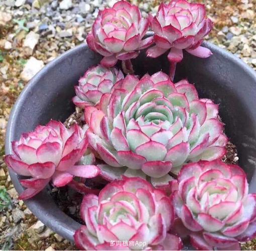 景天类                  好美的,状态橘子冰,3-4头发货.