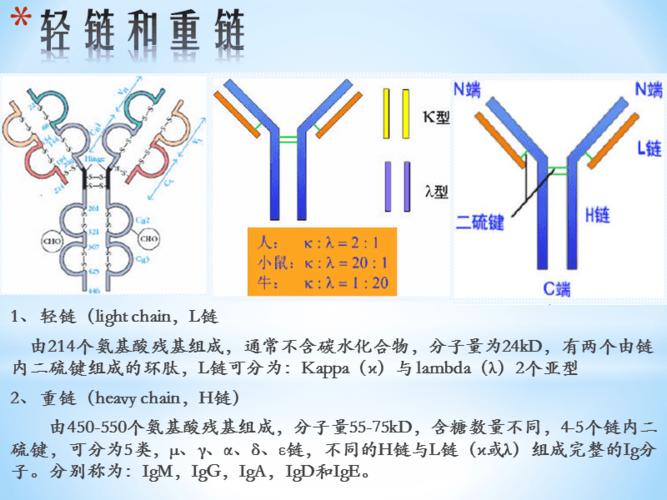 igg抗体分子结构.ppt