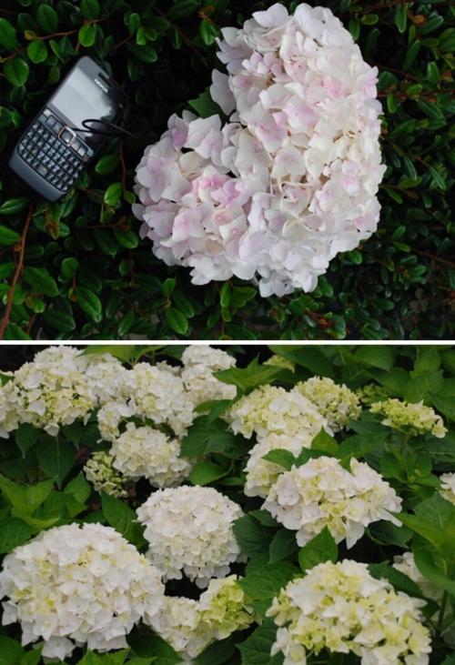 无尽夏新娘,大花绣球