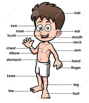 身体部位英文手抄报 英文手抄报