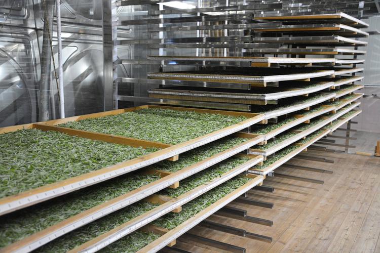 一末茶业萎凋房