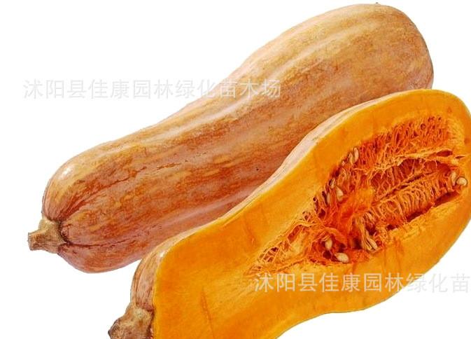 蔬菜种子优质蜜本南瓜种子 番瓜方瓜种子 蜜本