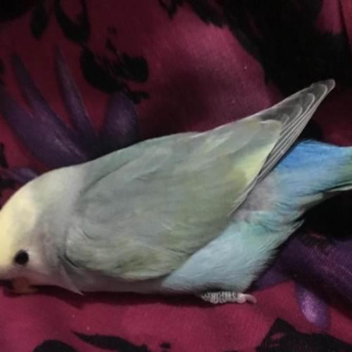 牡丹鹦鹉幼鸟,种鸟