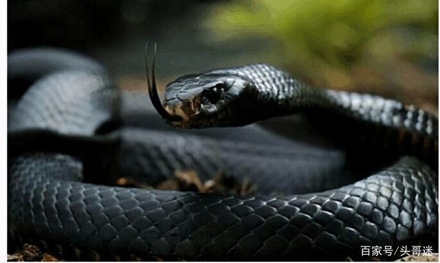 世界上最毒的六种陆地毒蛇中国两种蛇类上榜