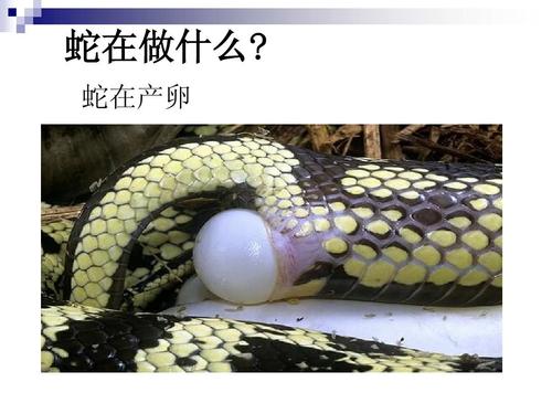 蛇在产卵