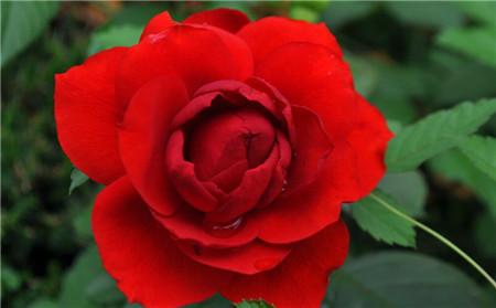 各种花的象征意义