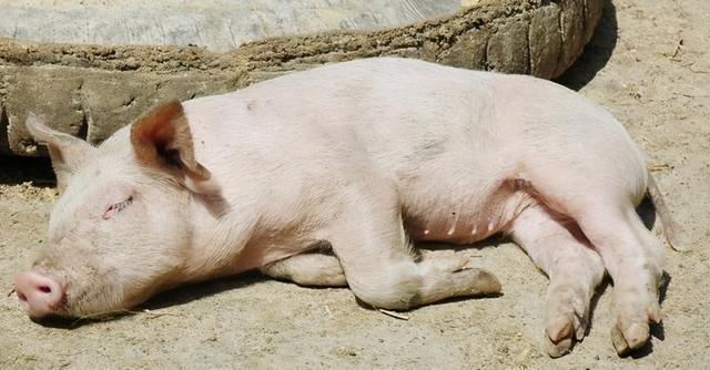 网易首页>网易号>正文申请入驻> 严重的病猪四肢关节肿大,跛行,疼痛