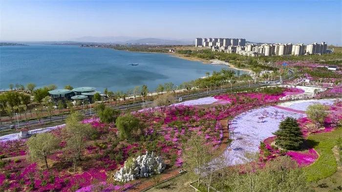 淄博最大芝樱花海360°完美曝光!