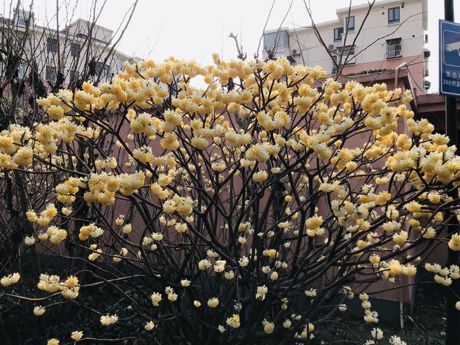 认识打结花