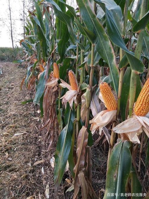 亩产在2000斤以上,这三个玉米新品种,春播夏播均可以