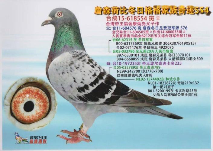 卖掉这羽鸽子的时候,詹森兄弟第二天反悔不卖,甚至晚上睡不着觉!