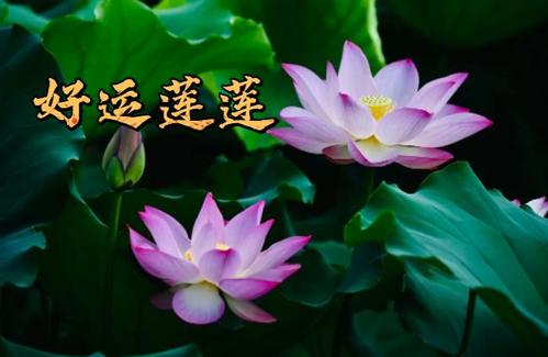 深圳人,你的专属夏日表情包来了!