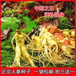 东北三宝之一 中药之王 人参种子 野生中草药种子 10粒原装