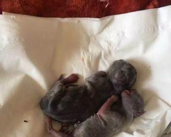 刚出生英短小蓝猫 英国短毛猫